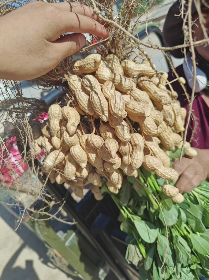 开封市精品大果花生大量上市