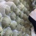 精品哈密瓜货源充足量大从优质量保证诚信经营欢迎咨询
