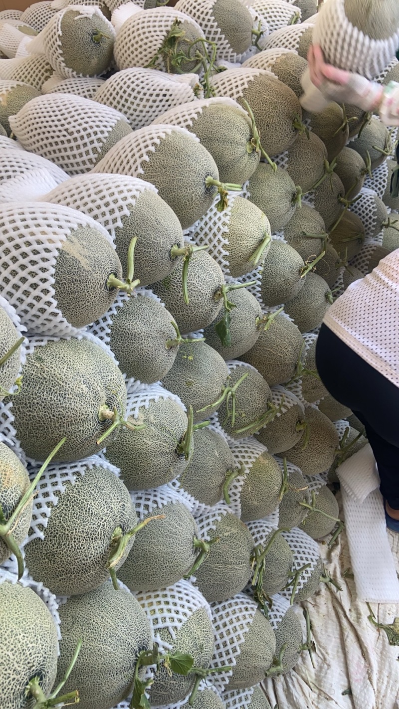精品哈密瓜货源充足量大从优质量保证诚信经营欢迎咨询