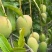 甜脆台农芒
