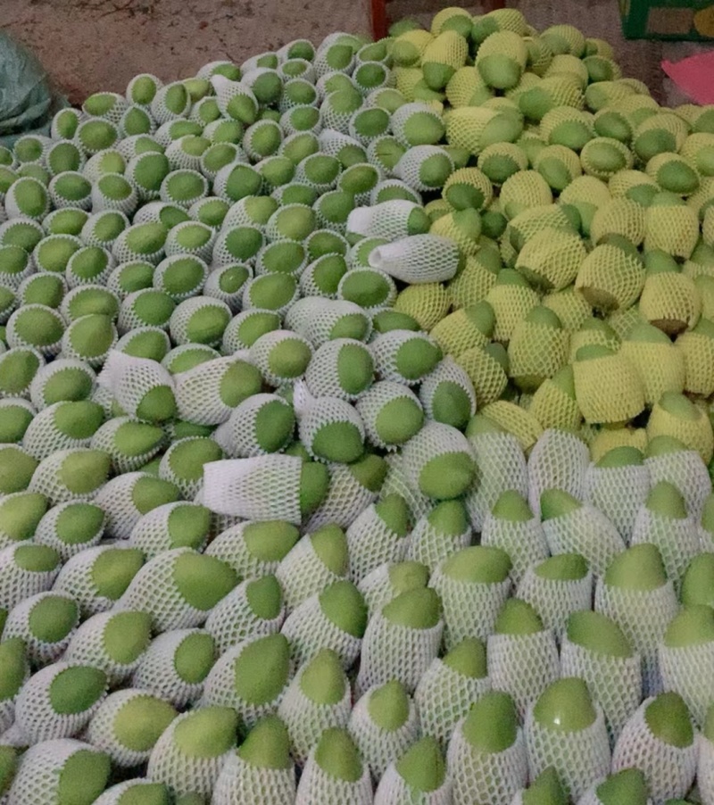 甜脆台农芒