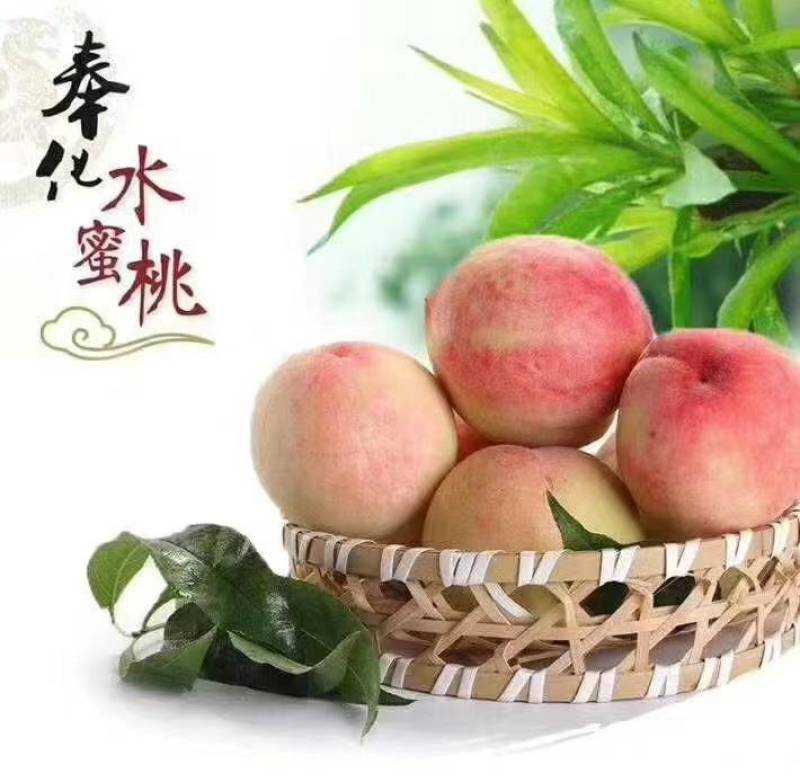 奉化湖景玉露水蜜桃