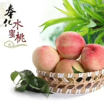 奉化湖景玉露水蜜桃