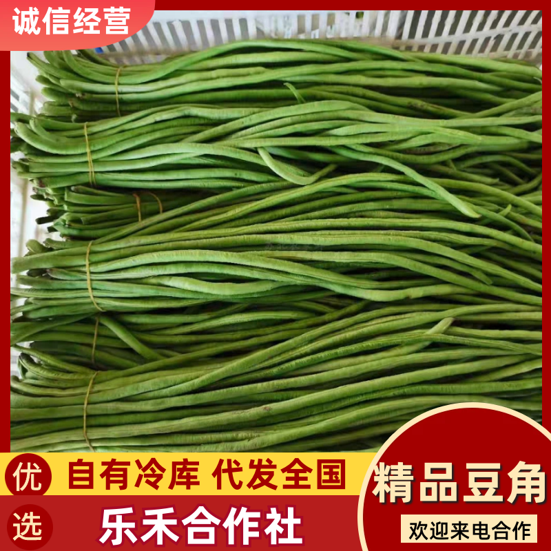 《精品豆角》河南豆角/青条豆角/产地货源/代发全国市场