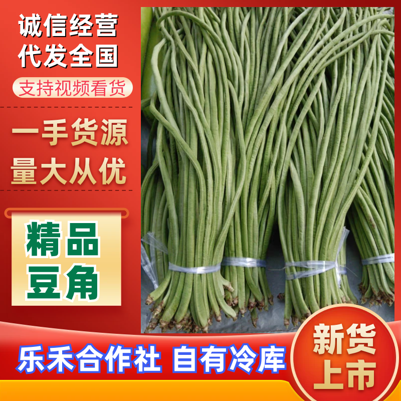 《精品豆角》河南豆角/青条豆角/产地货源/代发全国市场