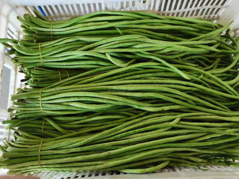 《精品豆角》河南豆角/青条豆角/产地货源/代发全国市场