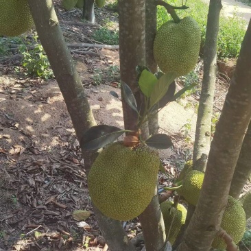 无胶菠萝蜜