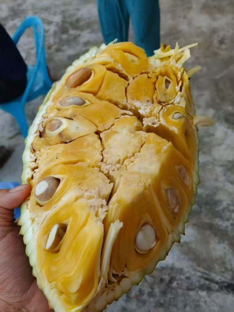 无胶菠萝蜜