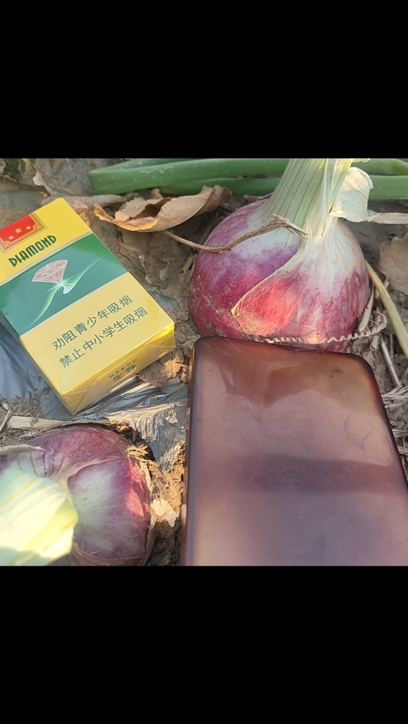 邢台本地二红洋葱上市了需要的可以在一亩田与我联系