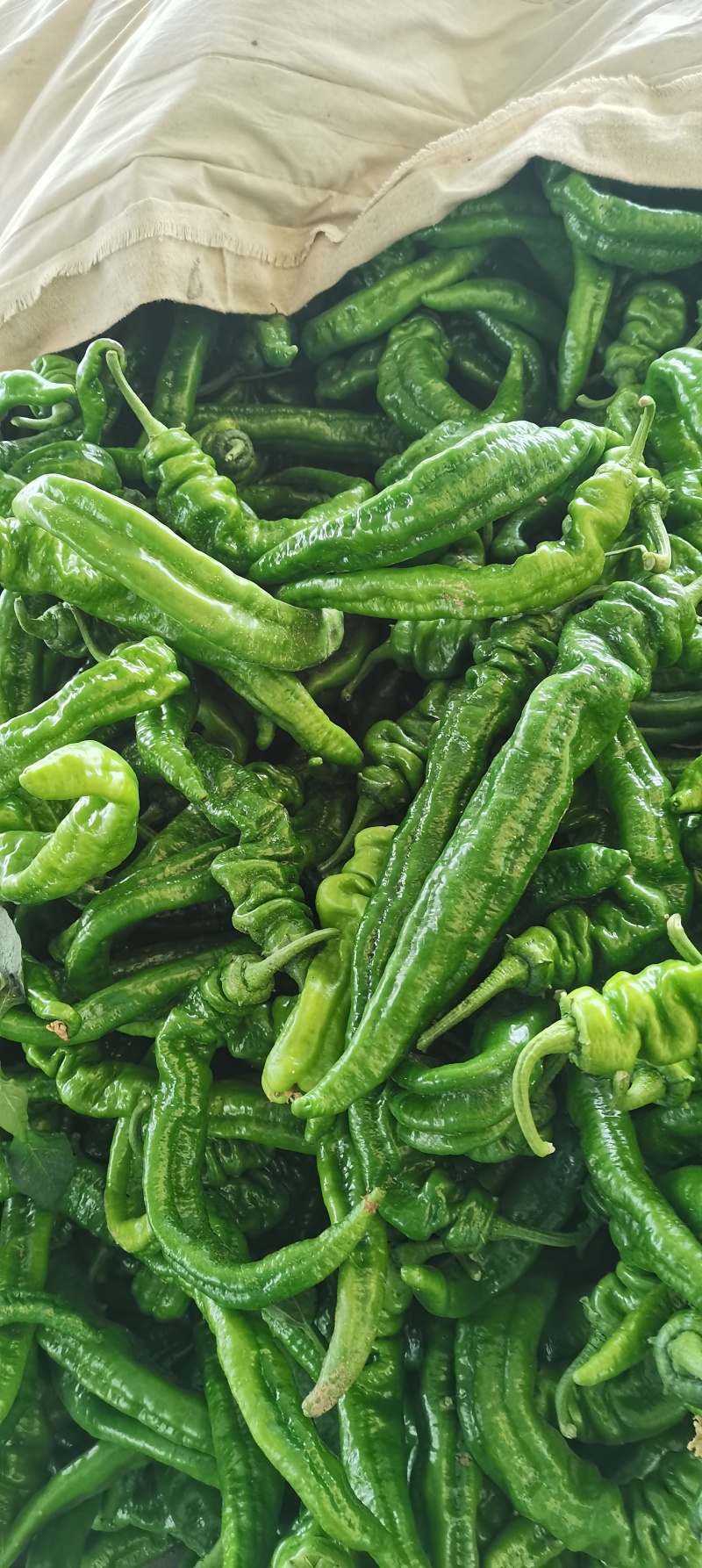 辣椒，榆林辣椒，高山辣椒，芜湖椒，螺丝椒，牛角椒，皱皮椒
