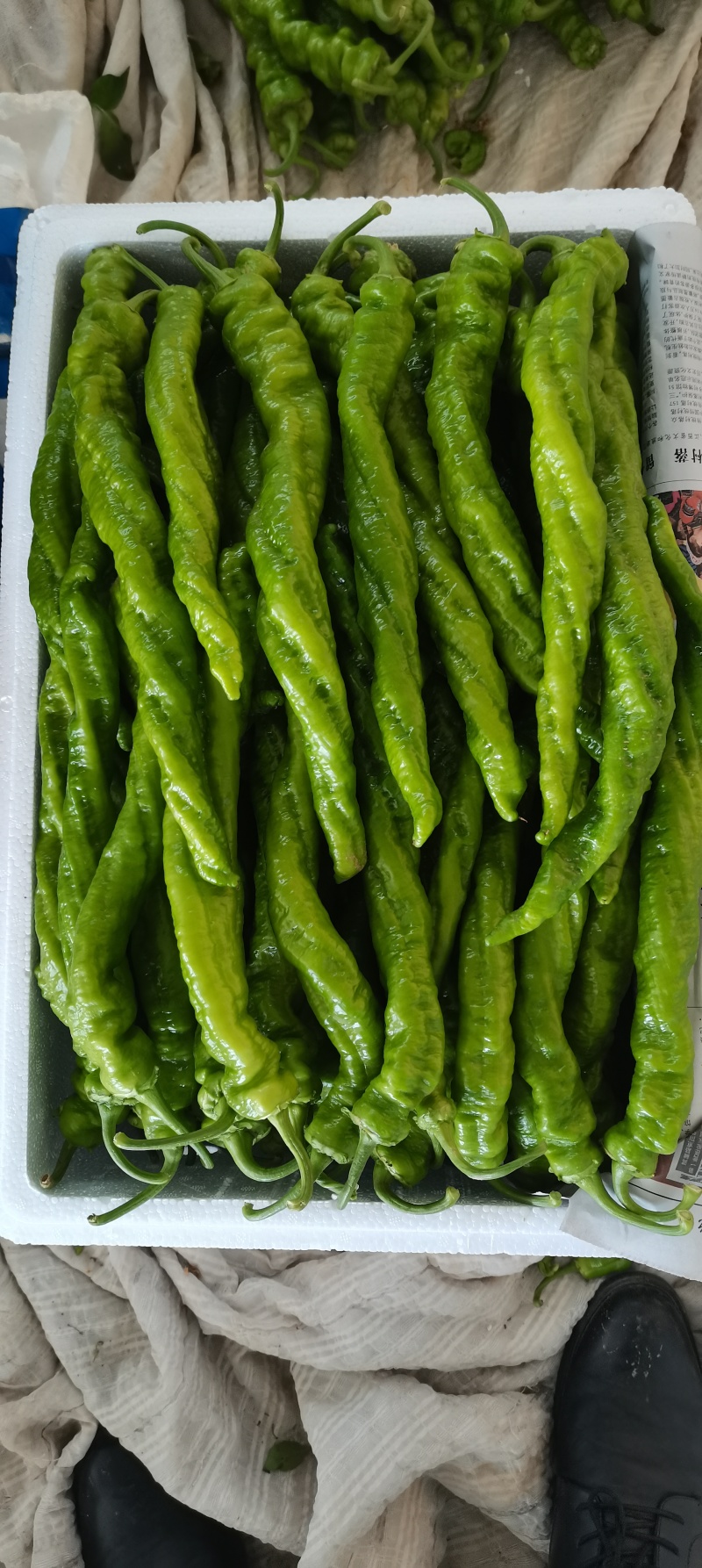 辣椒，榆林辣椒，高山辣椒，芜湖椒，螺丝椒，牛角椒，皱皮椒