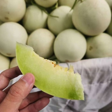 玉菇蜜瓜