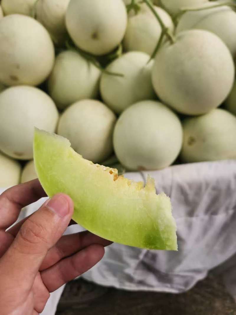 玉菇蜜瓜