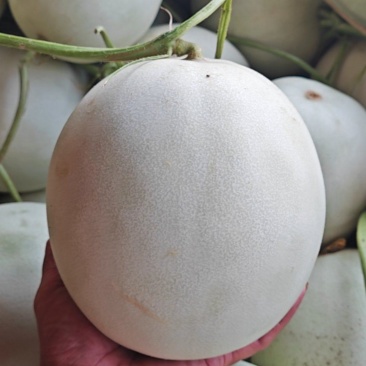 玉菇甜瓜