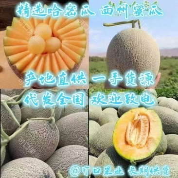 民勤蜜瓜西周蜜17号沙漠里的哈密瓜口感好糖度高