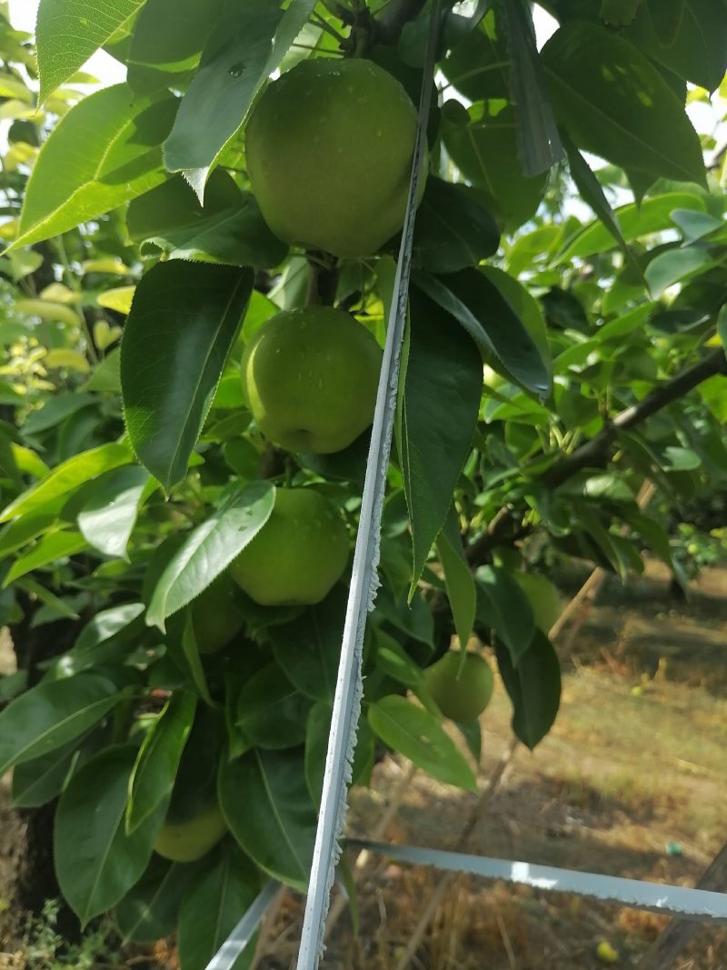 早酥梨