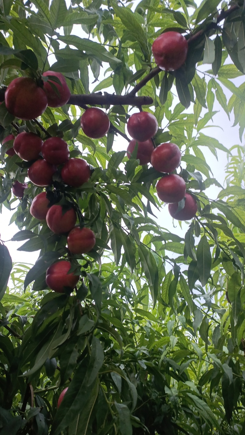 中油四，黄心油桃