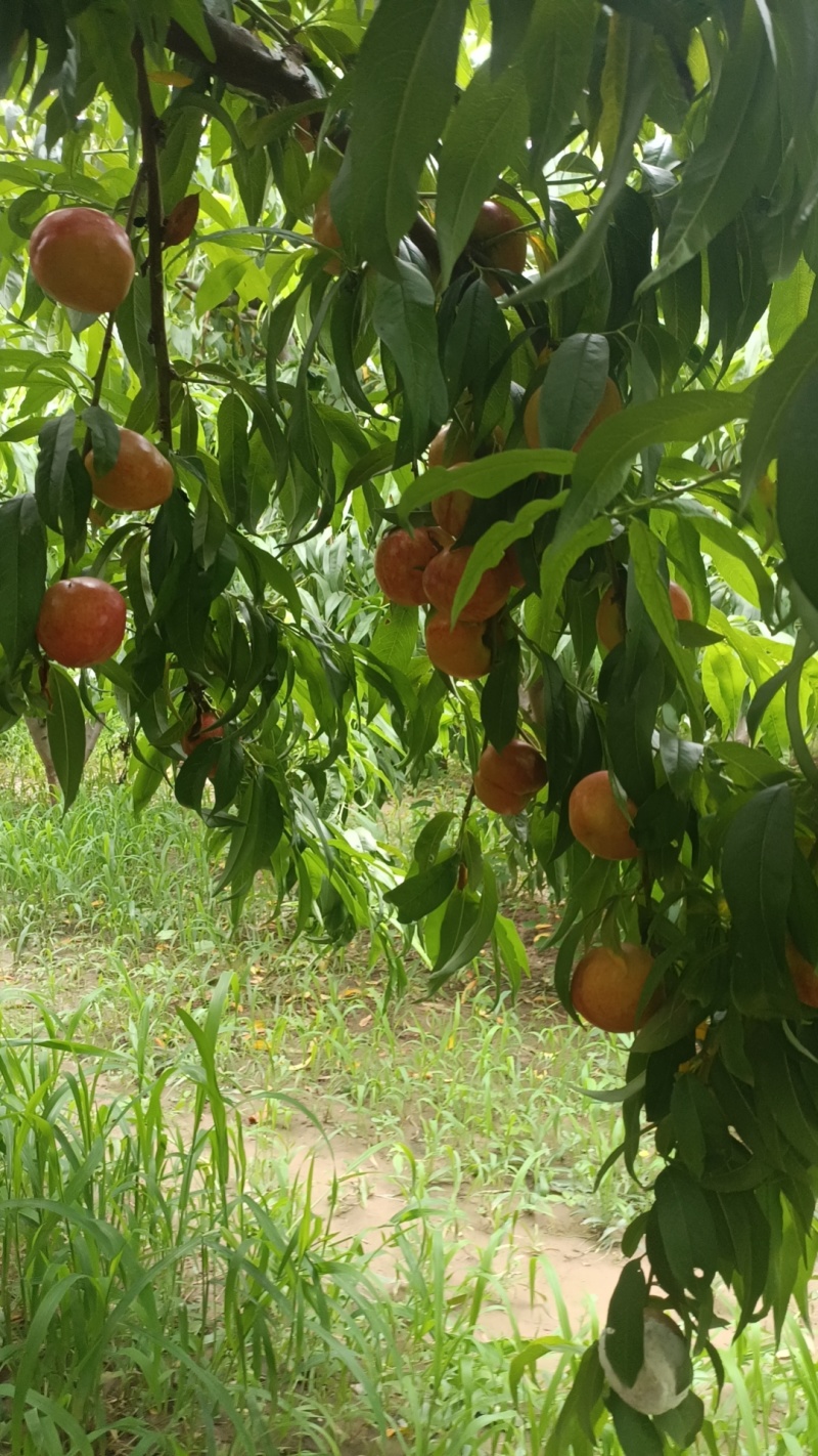 中油四，黄心油桃