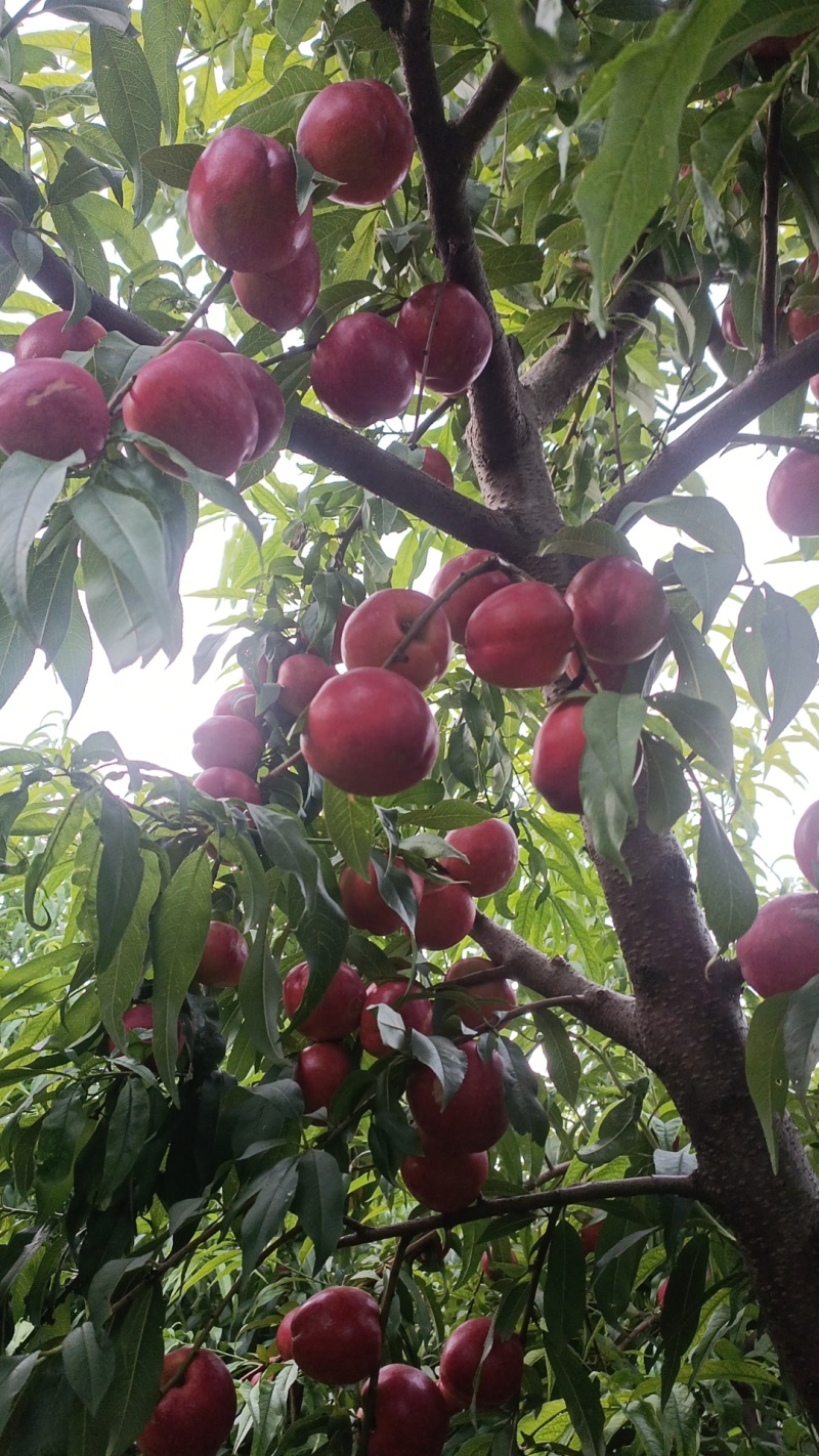 中油四，黄心油桃