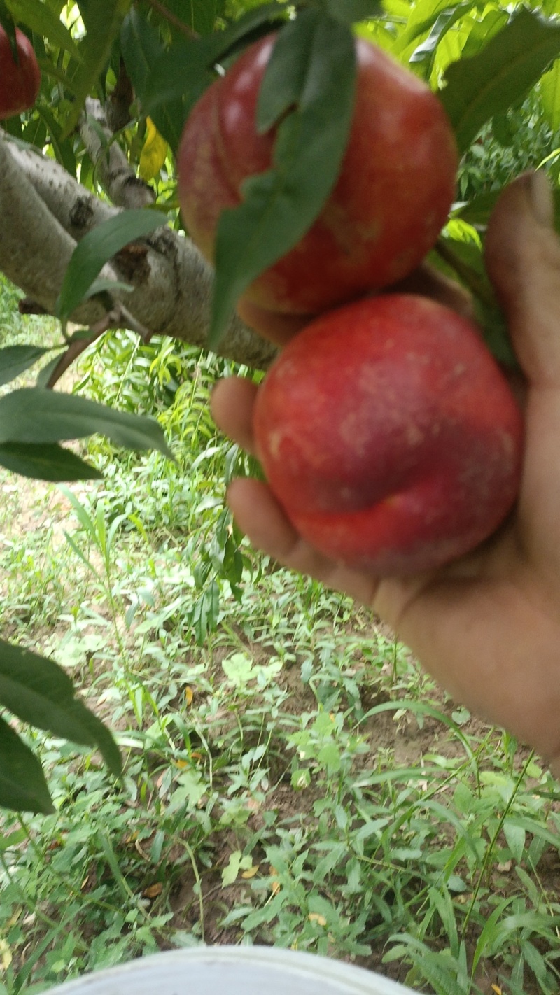 中油四，黄心油桃