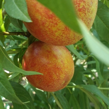 中油四，黄心油桃