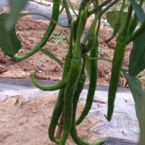 鲜辣椒
