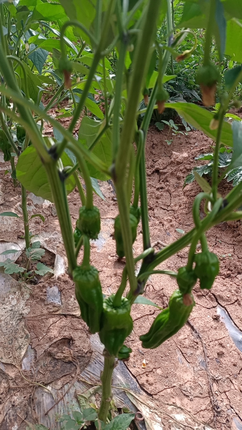 鲜辣椒