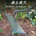 锄头