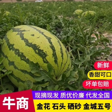 宁夏石头瓜，金城五号，金花系列，大红瓤，大量供应全国市场