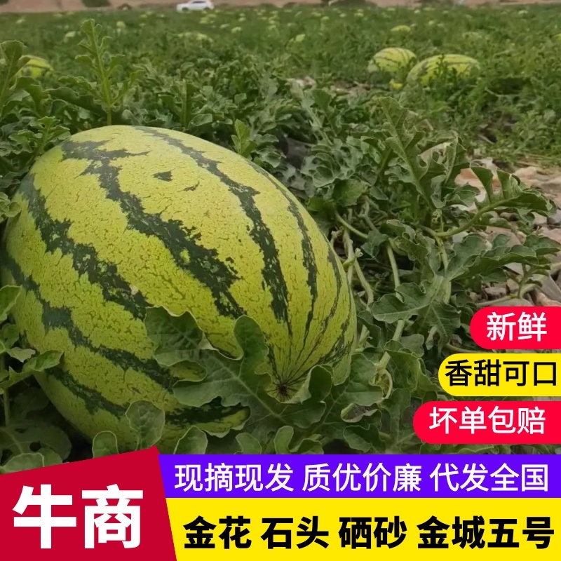 宁夏石头瓜，金城五号，金花系列，大红瓤，大量供应全国市场