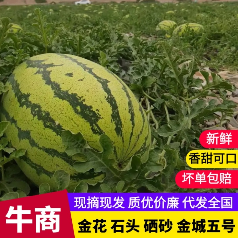 2026年，宁夏硒砂瓜，包熟包甜包质量，代发全国市场