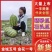 2026年，宁夏硒砂瓜，包熟包甜包质量，代发全国市场