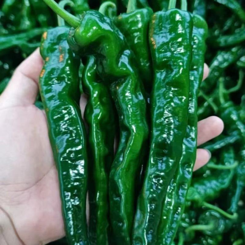 精品大黑皱皮个大品质质量有保障电商超市各大市场需要的联系