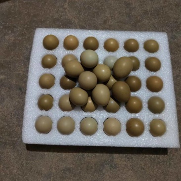 优质新鲜野鸡蛋每天现捡现发