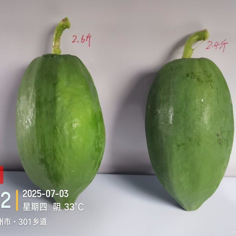 青木瓜（品种:红铃）预售/自种植200亩/可长期供货