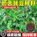 箭舌豌豆种子果园生草栽培抑制杂草秋季种植肥饲兼用优质种子