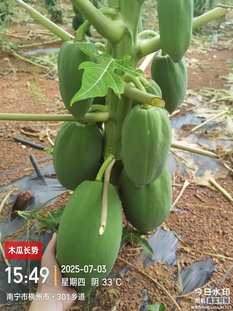青木瓜（品种:红铃）预售/自种植200亩/可长期供货