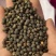 箭舌豌豆种子果园生草栽培抑制杂草秋季种植肥饲兼用优质种子