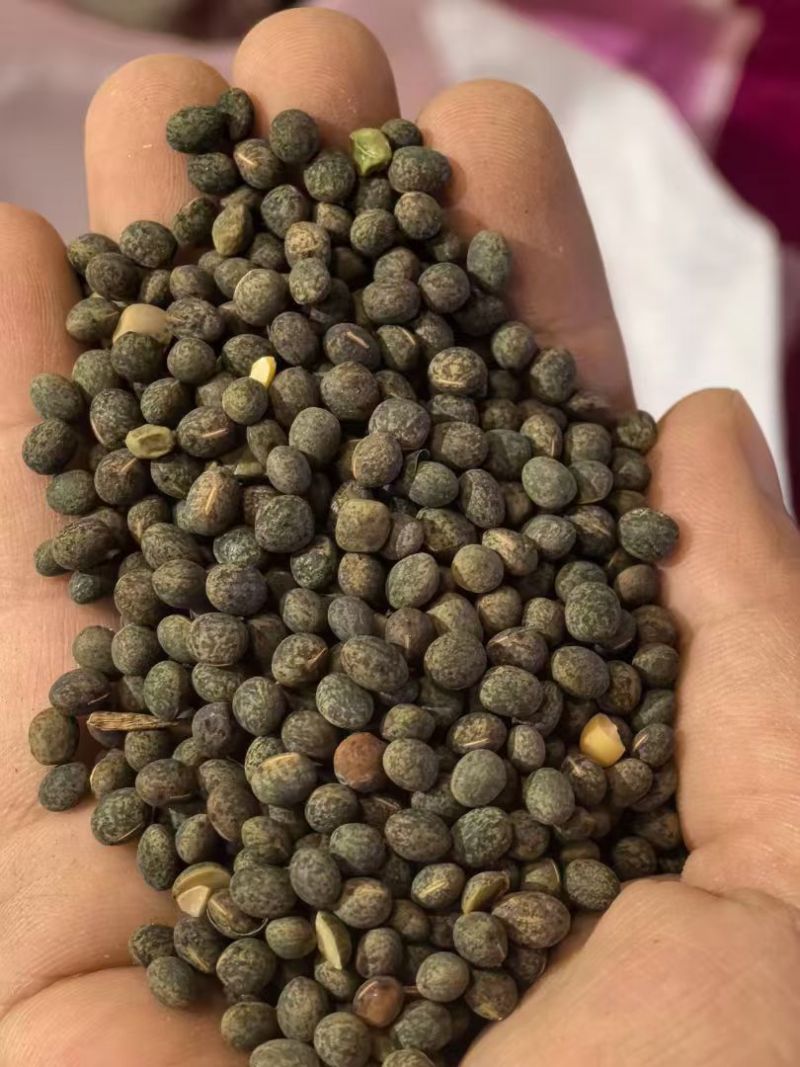 箭舌豌豆种子果园生草栽培抑制杂草秋季种植肥饲兼用优质种子