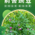 箭舌豌豆种子果园生草栽培抑制杂草秋季种植肥饲兼用优质种子