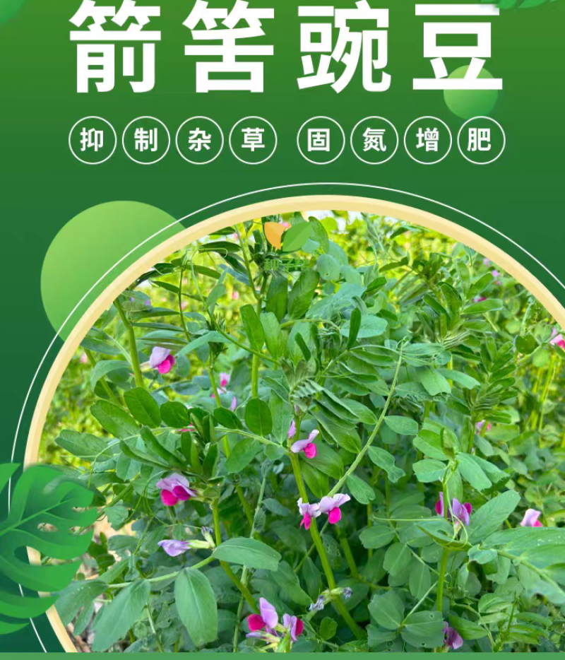 箭舌豌豆种子果园生草栽培抑制杂草秋季种植肥饲兼用优质种子