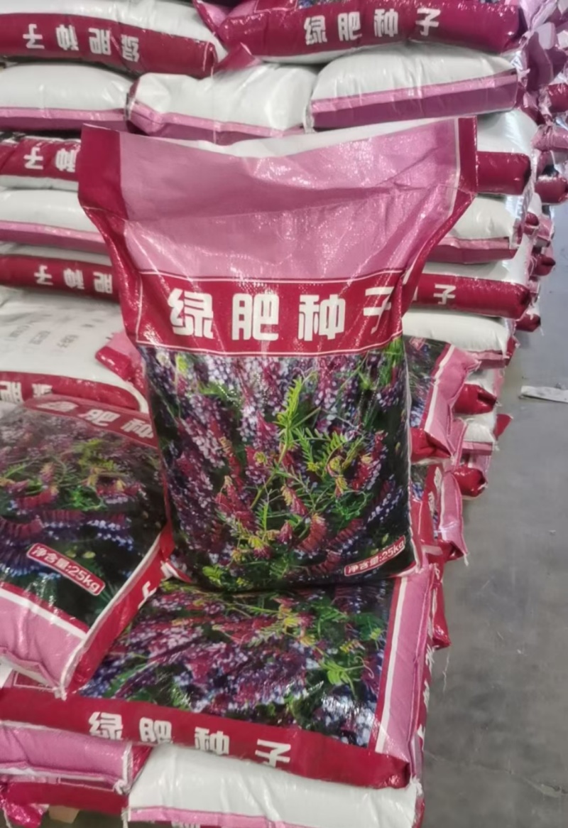 箭舌豌豆种子果园生草栽培抑制杂草秋季种植肥饲兼用优质种子