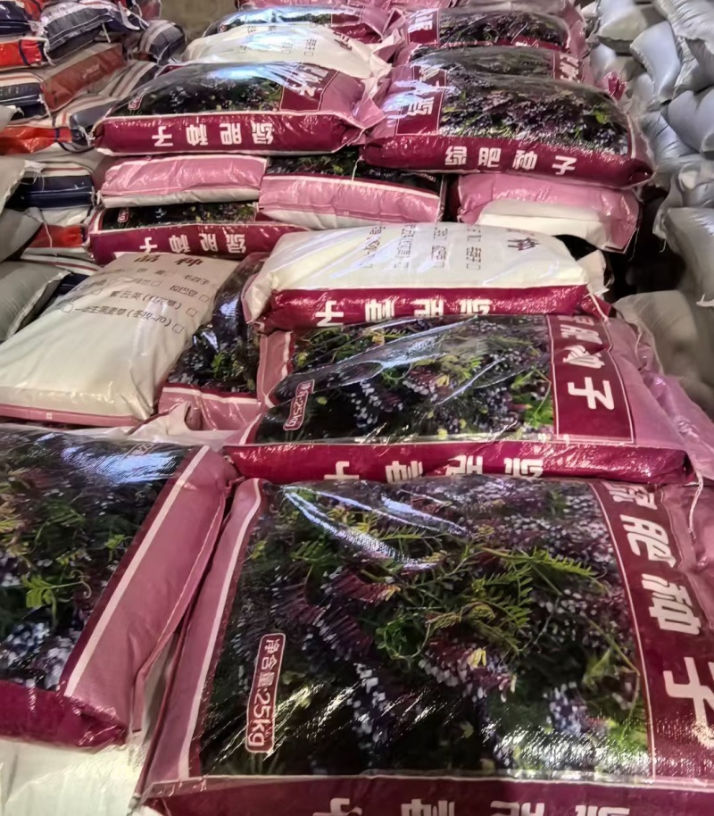 箭舌豌豆种子果园生草栽培抑制杂草秋季种植肥饲兼用优质种子