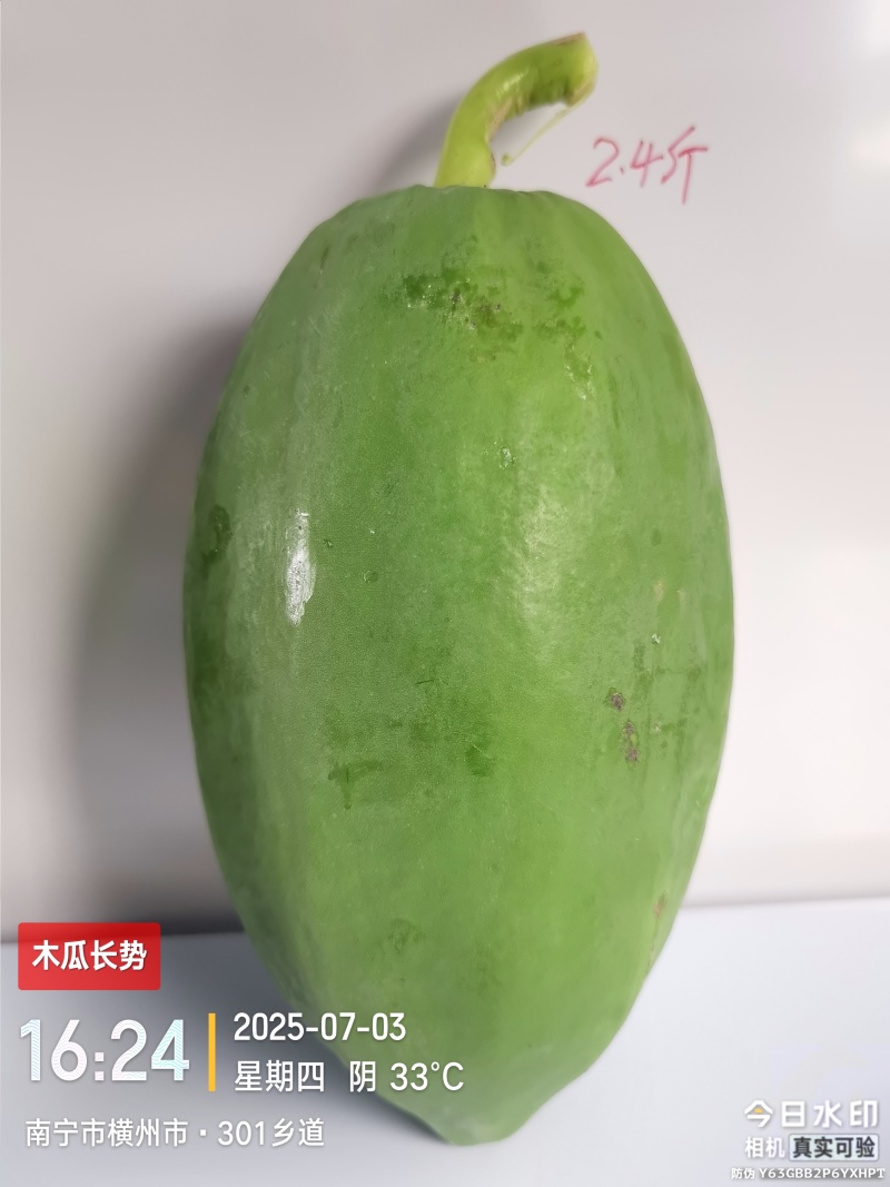 青木瓜（品种:红铃）预售/自种植200亩/可长期供货