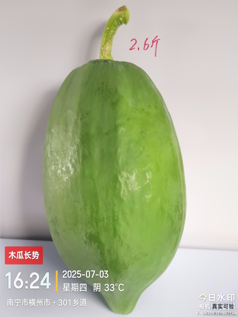 青木瓜（品种:红铃）预售/自种植200亩/可长期供货