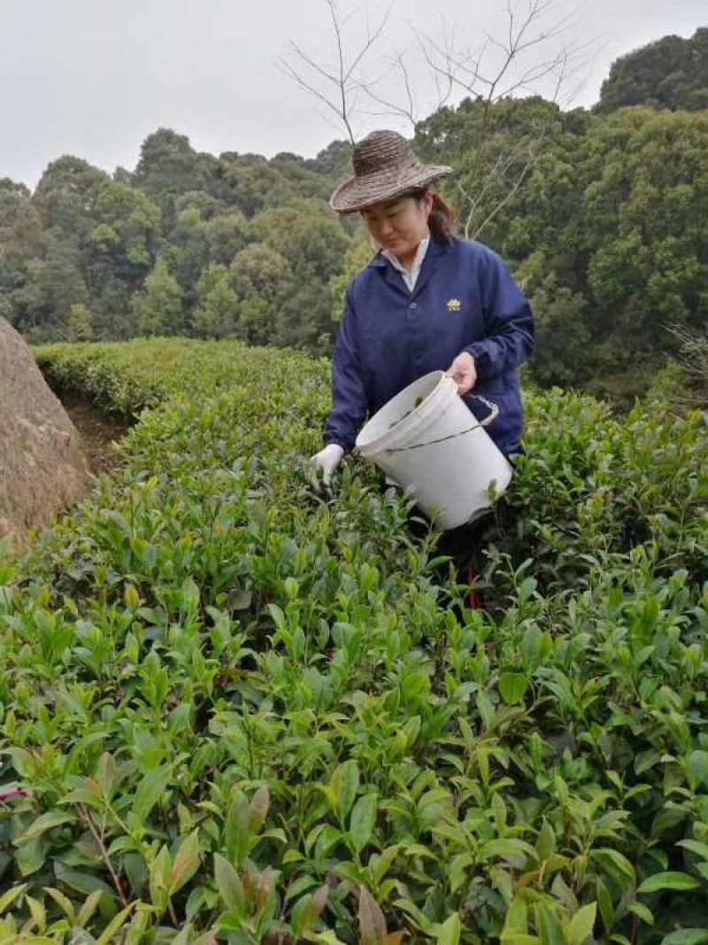 广东省揭阳揭西县优质春茶