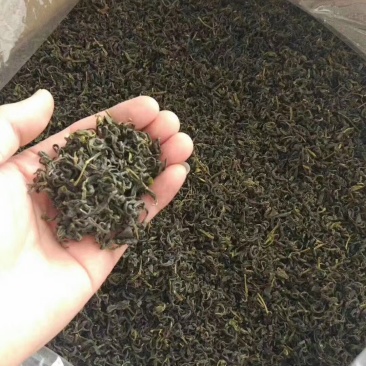 广东省揭阳揭西县优质春茶