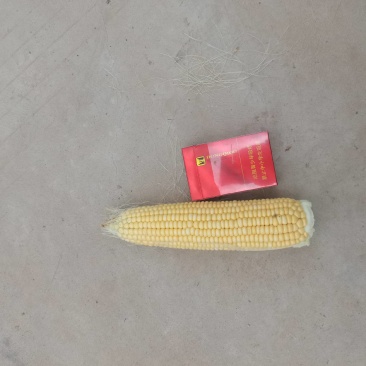 玉米