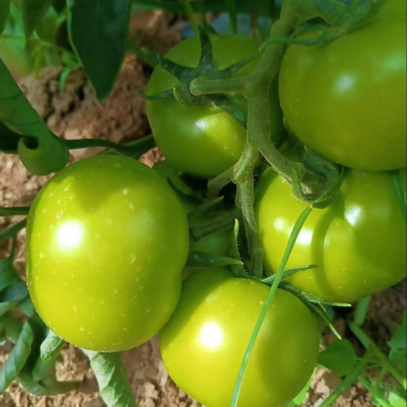 宁夏大红西红柿🍅一周左右大量上市