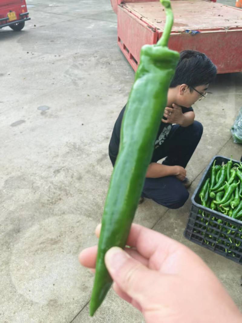 贵州牛角椒上市了